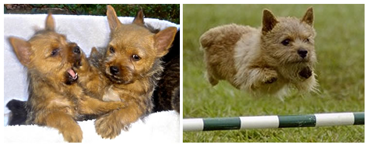 8-8-2012 Norwich Terrier for Sale - Norwich Terrier Breeder - Dog Breeders