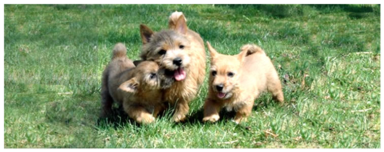 8-8-2012 Norwich Terrier Puppy Pictures