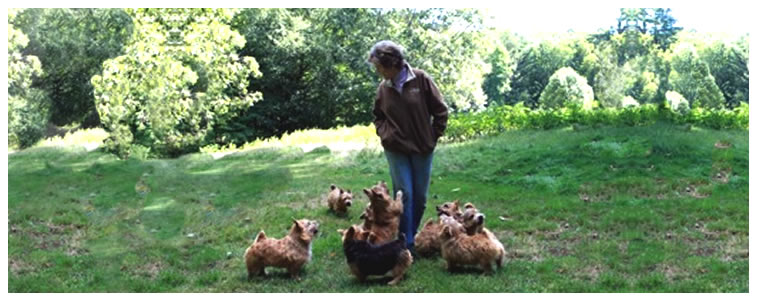 Norwich Terrier Puppies for Sale - Buy Norwich Terrier - Boston Terrier Puppies